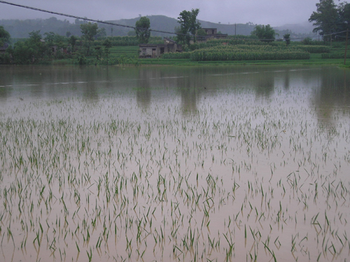 水稻補(bǔ)救措施