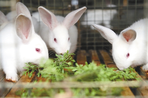 六種飼料喂兔方法