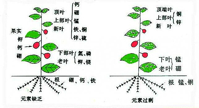 原創(chuàng)丨想豐收？少了微量元素怎么行！