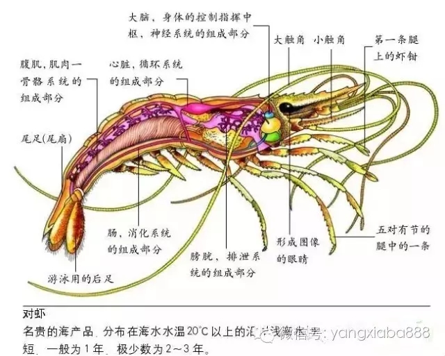 關(guān)于對(duì)蝦用藥的問(wèn)題