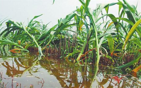 暴風(fēng)雨后，玉米淹水怎么處理？倒伏后扶不扶？ 