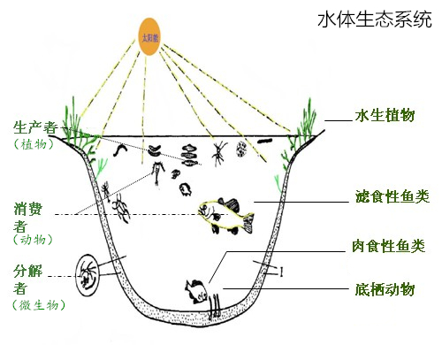 水產(chǎn)養(yǎng)殖過(guò)程中如何快速肥水