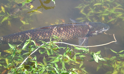 養(yǎng)魚