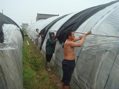 大棚蔬菜種植