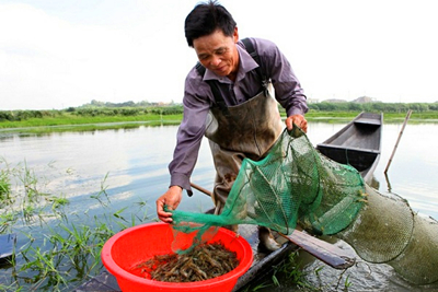 養(yǎng)蝦技術(shù)